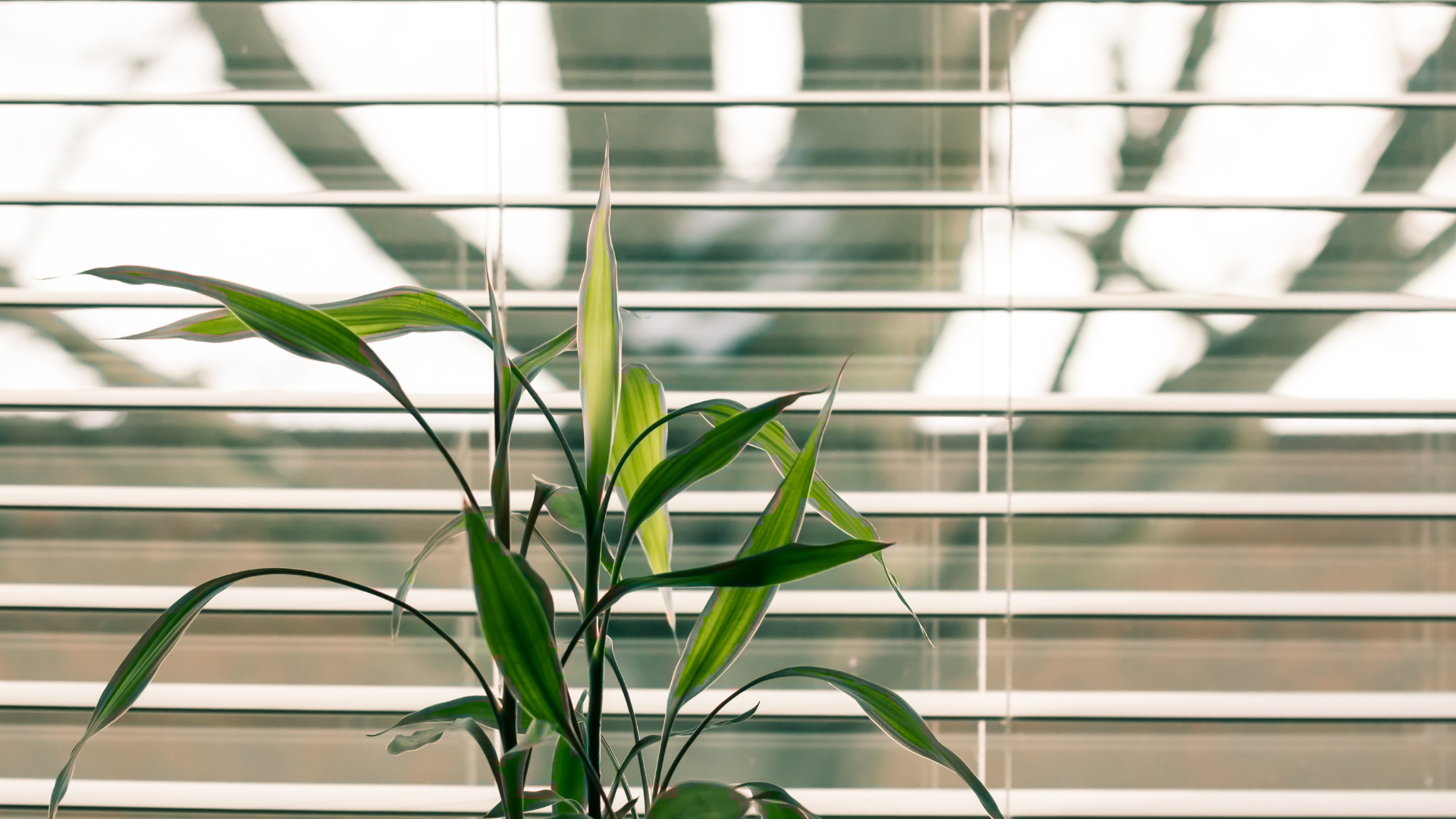 How Blinds Can Transform Your Home: A Guide to the Benefits and Types of Blinds
